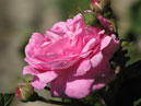 Розовая роза с бутонами. 
Размер: 700x589. 
Размер файла: 318.57 КБ