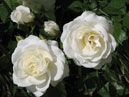 Два цветка белой плетистой розы. 
Размер: 700x525. 
Размер файла: 276.26 КБ