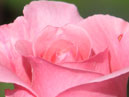Классический бутон розовой розы. 
Размер: 700x872. 
Размер файла: 411.53 КБ