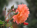Побег плетистой розы с цветком и бутонами. 
Размер: 700x552. 
Размер файла: 316.41 КБ