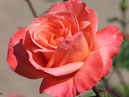 Расцветающая роза Лезгинка. 
Размер: 700x945. 
Размер файла: 470.67 КБ