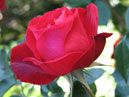 Полуплетистая красная роза Херсонес. 
Размер: 700x701. 
Размер файла: 442.78 КБ
