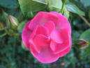 Полуплетистая роза Ангелика (Angelica). 
Размер: 700x525. 
Размер файла: 284.26 КБ