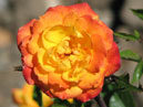 Миниатюрная желто-оранжевая роза Санмейд (Sunmaid). 
Размер: 700x755. 
Размер файла: 395.96 КБ