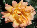 Чайно-гибридная роза Золотой Юбилей. 
Размер: 700x630. 
Размер файла: 351.61 КБ
