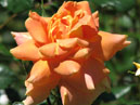 Чайно-гибридная роза Золотая осень. Селекция Никитского ботанического сада. 
Размер: 700x795. 
Размер файла: 418.95 КБ