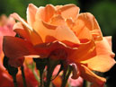 Оранжевая роза. 
Размер: 700x600. 
Размер файла: 322.63 КБ