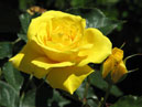 Чайно-гибридная роза Мабелла (Mabella). 
Размер: 700x537. 
Размер файла: 262.89 КБ