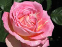 Розовая роза с кремовыми вкраплениями. 
Размер: 700x838. 
Размер файла: 431.28 КБ