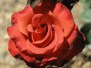 Чайно-гибридная роза Анжелика (Angelique). 
Размер: 700x674. 
Размер файла: 377.70 КБ