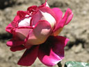 Чайно-гибридная роза Кроненбург (Kronenbourg). Интродукция Никитского ботанического сада. 
Размер: 700x640. 
Размер файла: 363.64 КБ