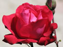 Красная роза Червонная Дама (Dame de Coeur). 
Размер: 700x933. 
Размер файла: 405.25 КБ