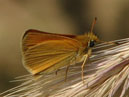   (Ochlodes sylvanus)  . 
: 700x583. 
 : 353.47 