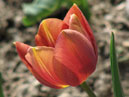 Коричневый тюльпан Бабушкины Сказки в Никитском саду. 
Размер: 700x910. 
Размер файла: 463.56 КБ