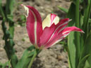 Пестрый розово-белый тюльпан. 
Размер: 700x951. 
Размер файла: 486.07 КБ