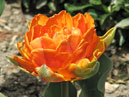 Махровый тюльпан Оранжевая Принцесса (Orange Princess). 
Размер: 700x539. 
Размер файла: 322.98 КБ