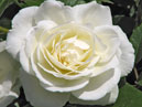 Белая плетистая роза. 
Размер: 700x632. 
Размер файла: 331.65 КБ