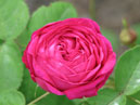 Ярко-розовая роза Баронесса Превост (Baronne Prevost) 
Размер: 700x933. 
Размер файла: 453.19 КБ