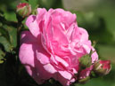 Цветок розовой розы в окружении бутонов. 
Размер: 700x801. 
Размер файла: 400.16 КБ