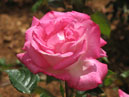 Цветок розовой розы. 
Размер: 700x534. 
Размер файла: 288.42 КБ
