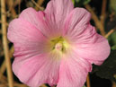 Цветок мальвы с бледно-розовыми лепестками. 
Размер: 700x668. 
Размер файла: 375.12 КБ
