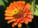 Цветок ярко-оранжевого майора (циннии). 
Размер: 700x875. 
Размер файла: 460.70 КБ