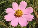 Бледно-розовый цветок космос. 
Размер: 700x583. 
Размер файла: 353.96 КБ