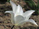     (White Triumphator). 
: 700x933. 
 : 494.06 