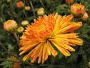 Garden chrysanthemum Okhristy Luch (Ocker Ray). 
Size: 700x535. 
File size: 373,34 KB