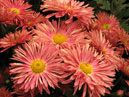 Early flowering chrysanthemums of Nikitsky botanical garden. 
Size: 700x525. 
File size: 452,30 KB