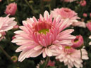 Garden chrysanthemum Lady Di. 
Size: 700x562. 
File size: 313,58 KB