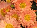 Цветы хризантемы Арт Деко. 
Размер: 700x933. 
Размер файла: 668.41 КБ