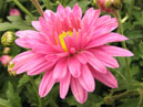 Chrysanthemum Sirenevy Tuman (Purple Haze). 
Size: 700x614. 
File size: 409,33 KB