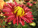 Red chrysanthemum Aquarelle. 
Size: 700x525. 
File size: 352,26 KB