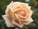 Осенняя роза из Никитского сада. 
Размер: 700x835. 
Размер файла: 522.99 КБ