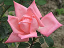 Раскрывающаяся бледно-розовая роза. 
Размер: 700x549. 
Размер файла: 314.79 КБ