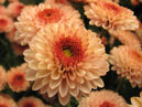 A garden chrysanthemum in NBG. 
Size: 700x609. 
File size: 358,12 KB