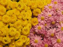 Chrysanthemums Mishal and Hebe. 
Size: 700x525. 
File size: 473,59 KB