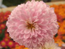 Chrysanthemum Slavyanochka (Slavonian) close-up. 
Size: 700x714. 
File size: 361,76 KB