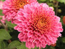 Two chrysanthemums Doctor Kurtz. 
Size: 700x772. 
File size: 511,85 KB