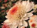 Garden chrysanthemum Medea. 
Size: 700x743. 
File size: 440,73 KB