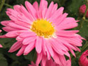 Two flowers of chrysanthemum Sirenevy Tuman (Purple Haze) 
Size: 700x1038. 
File size: 688,72 KB