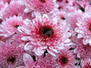 Pink chrysanthemums Target. 
Size: 700x597. 
File size: 499,35 KB