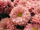 Garden chrysanthemums Terra Rosa with rain drops. 
Size: 700x525. 
File size: 443,13 KB