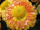 Dewdrops on a chrysanthemum flower. 
Size: 700x566. 
File size: 423,55 KB