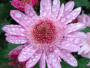 Цветок хризантемы Поле Чудес селекции Никитского сада. 
Размер: 700x892. 
Размер файла: 676.06 КБ