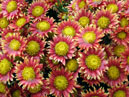 Chrysanthemums Suhotsvetik (Dried Flower). 
Size: 700x525. 
File size: 557,80 KB