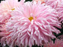 Flower of chrysanthemum Royal Southdown Pink. 
Size: 700x933. 
File size: 713,23 KB