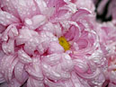 Цветок хризантемы Халцедон в каплях дождя. 
Размер: 700x525. 
Размер файла: 449.53 КБ