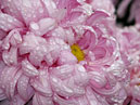 Chrysanthemum Khaltsedon (Chalcedony) with raindrops. 
Size: 700x525. 
File size: 449,53 KB